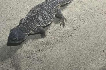Agamen kaufen und verkaufen Photo: Uromastyx nigriventris, marokkanische Dornschwanzagame, Marokko, Agame Agamen kaufen und verkaufen Photo: Uromastyx nigriventris, marokkanische Dornschwanzagame, Marokko, Agame