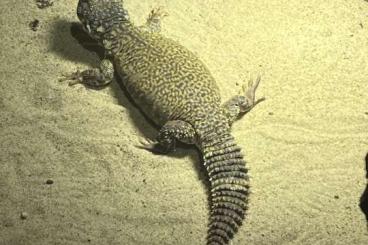Agamen kaufen und verkaufen Photo: Uromastyx nigriventris, marokkanische Dornschwanzagame, Marokko, Agame Agamen kaufen und verkaufen Photo: Uromastyx nigriventris, marokkanische Dornschwanzagame, Marokko, Agame