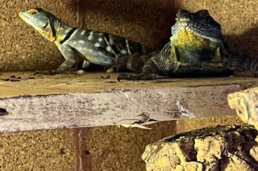 andere Echsen kaufen und verkaufen Photo: Verkaufe Petrosaurus thalassinus, blauer Felsenleguan, Gruppe 2.5 andere Echsen kaufen und verkaufen Photo: Verkaufe Petrosaurus thalassinus, blauer Felsenleguan, Gruppe 2.5