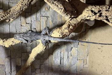 Agama kaufen und verkaufen Photo: Kragenechse, Chlamydosaurus kingii, Black‘n Gray Linie