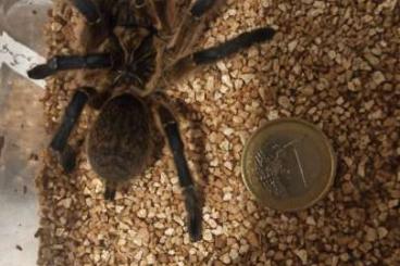 Spiders and Scorpions kaufen und verkaufen Photo: Spinnen weibchen männlich
