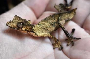 Echsen  kaufen und verkaufen Foto: 1.0 uroplatus phantasticus 