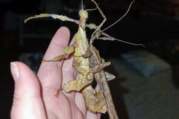 Insekten kaufen und verkaufen Foto: Stabschrecken/ Gespenschrecken (stickinsect and phasmids)