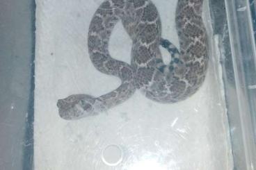 Giftschlangen kaufen und verkaufen Foto: Crotalus Atrox het albino 3.2 cb21 