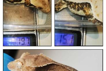 Geckos kaufen und verkaufen Foto: Crested gecko lilly white