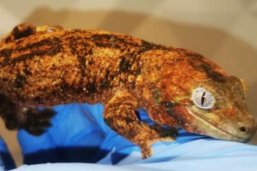 other lizards kaufen und verkaufen Photo: Chahoua pine island male 