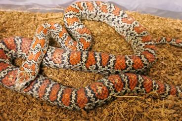 Nattern ungiftige  kaufen und verkaufen Foto: Lampropeltis mexicana "granite"