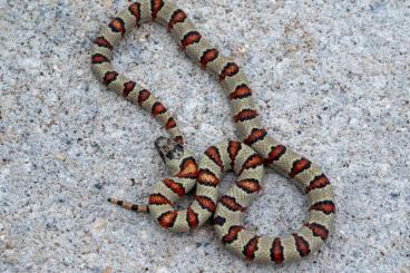 Colubrids kaufen und verkaufen Photo:  Lampropeltis leonis, ehemals thayeri