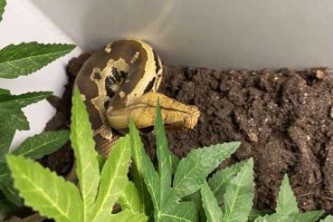 Snakes kaufen und verkaufen Photo: Python Breitensteini Genetic Stripe 1.0 Snakes kaufen und verkaufen Photo: Python Breitensteini Genetic Stripe 1.0