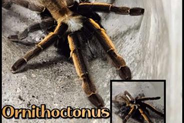 - bird spiders kaufen und verkaufen Photo: Verschiedene Vogelspinnen Unbestimmt