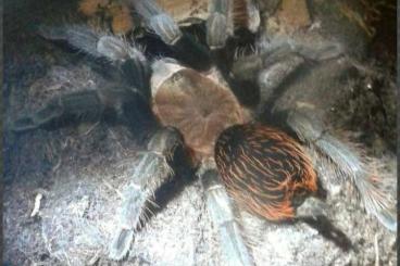 - bird spiders kaufen und verkaufen Photo: Verschiedene Vogelspinnen 0.1 und 1.1 Weibchen und Pärchen