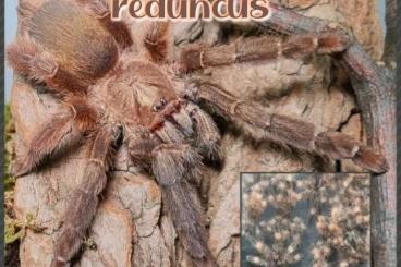 - bird spiders kaufen und verkaufen Photo: Verschiedene Vogelspinnen 1.0 Männchen