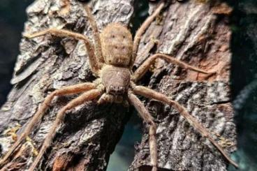Spiders and Scorpions kaufen und verkaufen Photo: Heteropoda sp flores 1Fh 