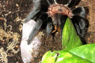 - bird spiders kaufen und verkaufen Photo: Bestandsaufgabe Vogelspinnen Aphonopelma, Grammostola etc