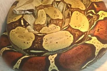 Boas kaufen und verkaufen Foto: Boa constrictor constrictor "Peru" 