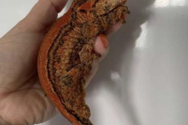 Geckos kaufen und verkaufen Foto: 1.1 Rhacodactylus auriculatus red/red striped 