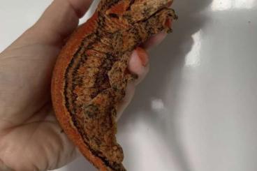 Geckos kaufen und verkaufen Photo: 1.1 Rhacodactylus auriculatus red/red striped  