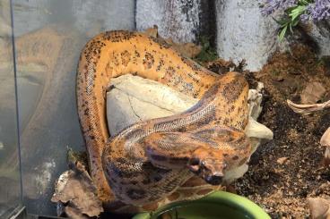 Boas kaufen und verkaufen Foto: Boa Imperator Hypo Leopard, 66% Het KahI Albino Boas kaufen und verkaufen Foto: Boa Imperator Hypo Leopard, 66% Het KahI Albino