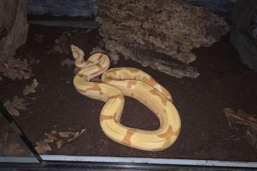 Boas kaufen und verkaufen Foto: BOA imperator 0.1 Sunglow jungle sharp Boas kaufen und verkaufen Foto: BOA imperator 0.1 Sunglow jungle sharp