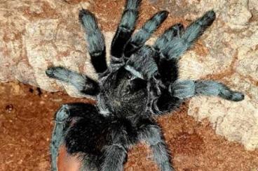 Vogelspinnen kaufen und verkaufen Foto: 0,1 Grammostola pulchra  