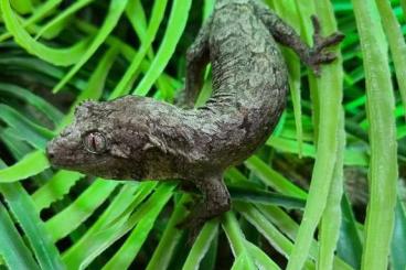 Geckos kaufen und verkaufen Foto: RHACODACTYLUS CHAOUA / GECKO MOUSSE