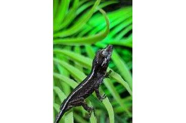 Geckos kaufen und verkaufen Foto: RHACODACTYLUS AURICULATUS / GECKO GARGOUILLE