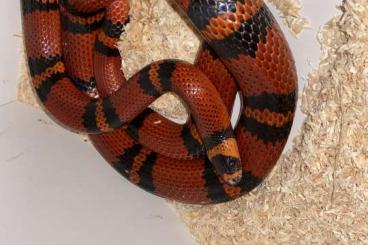 Schlangen kaufen und verkaufen Foto: Macho adulto de lampropeltis triangulum hondurensis