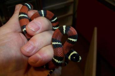 Schlangen kaufen und verkaufen Foto: Lampropeltis triangulum gaigeae