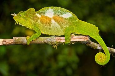 Chamaeleons kaufen und verkaufen Photo: Trioceros quadricornis // Trioceros werneri