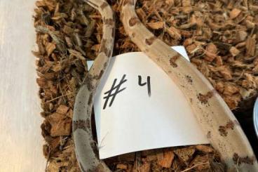 Boas kaufen und verkaufen Foto: Boa constrictor Hypo, Abgottschlange Boas kaufen und verkaufen Foto: Boa constrictor Hypo, Abgottschlange
