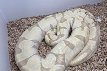 Königspythons kaufen und verkaufen Foto: Python Regius, Königspython Zuchttiere Königspythons kaufen und verkaufen Foto: Python Regius, Königspython Zuchttiere