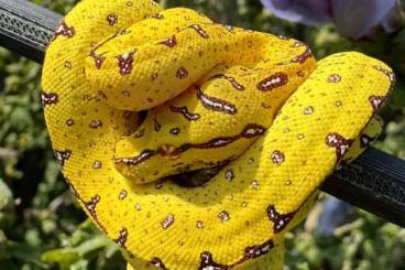 Snakes kaufen und verkaufen Photo: Morelia viridis, Grüner Baumpython Snakes kaufen und verkaufen Photo: Morelia viridis, Grüner Baumpython