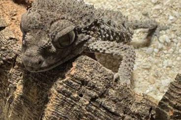 Geckos kaufen und verkaufen Photo: Nephrurus asper 2023, Keulenschwanzgecko Geckos kaufen und verkaufen Photo: Nephrurus asper 2023, Keulenschwanzgecko