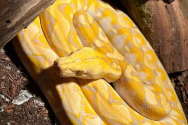 Schlangen kaufen und verkaufen Foto: 0.1 Python reticulatus super dwarf Purple het snow 2021 Schlangen kaufen und verkaufen Foto: 0.1 Python reticulatus super dwarf Purple het snow 2021