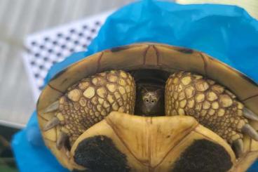 Tortoises kaufen und verkaufen Photo: Thh sizilianisch testudo hermanni hermanni Tortoises kaufen und verkaufen Photo: Thh sizilianisch testudo hermanni hermanni