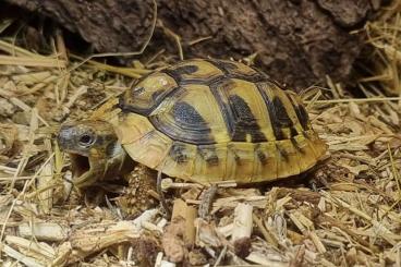 Landschildkröten kaufen und verkaufen Foto: Testudo hermanni boettgerie NZ 2020/21/22