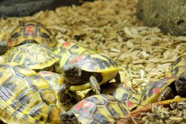 Tortoises kaufen und verkaufen Photo: Testudo hermanni boettgerie NZ 2022/24 Tortoises kaufen und verkaufen Photo: Testudo hermanni boettgerie NZ 2022/24
