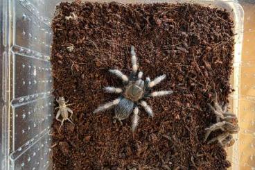 Vogelspinnen kaufen und verkaufen Foto: Biete Brachypelma Harmorii Vogelspinnen kaufen und verkaufen Foto: Biete Brachypelma Harmorii