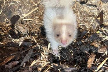 Exotic mammals kaufen und verkaufen Photo: Skunks abzugeben - Stinktiere Exotic mammals kaufen und verkaufen Photo: Skunks abzugeben - Stinktiere