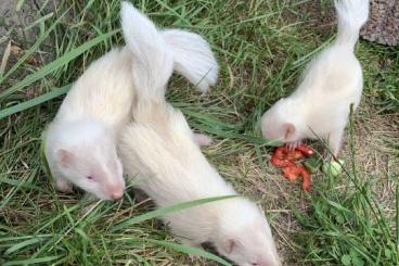 Exotische Säuger kaufen und verkaufen Foto: Stinktier / Skunk Nachzuchten in Sonderfarben abzugeben 