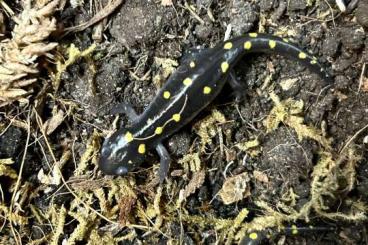 Salamander kaufen und verkaufen Foto: Ambystoma Maculatum (Fleckenquerzahnmolch) CB / NZ 2023