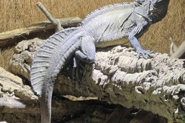 Agama kaufen und verkaufen Photo: Segelechse Hydrosaurus Celebensis 1.0