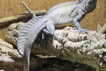 Agama kaufen und verkaufen Photo: Segelechse Hydrosaurus Celebensis 1.0