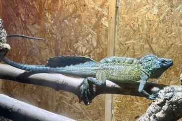 Agama kaufen und verkaufen Photo: Segelechse Hydrosaurus Amboinensis 1.1 Pärchen (Sehr selten) Agama kaufen und verkaufen Photo: Segelechse Hydrosaurus Amboinensis 1.1 Pärchen (Sehr selten)