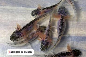Molche kaufen und verkaufen Foto: Extrem starke Harlekin Axolotl Molche kaufen und verkaufen Foto: Extrem starke Harlekin Axolotl