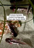 Bild 6/6