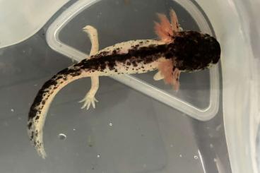 Molche kaufen und verkaufen Photo: Extrem Harlekin Axolotl (Bielefeld / GO!) Molche kaufen und verkaufen Photo: Extrem Harlekin Axolotl (Bielefeld / GO!)
