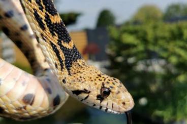 Schlangen kaufen und verkaufen Foto: HOUTEN SNAKEDAY           