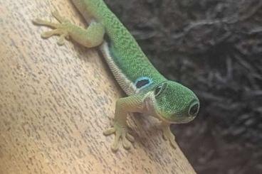 Geckos kaufen und verkaufen Photo: Phelsuma quadriocellata quadriocellata Weibchen Geckos kaufen und verkaufen Photo: Phelsuma quadriocellata quadriocellata Weibchen