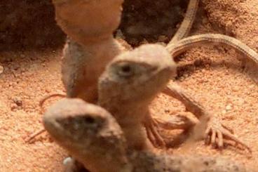 Agama kaufen und verkaufen Photo: Biete 2 Tympanocryptis centralis Männchen Agama kaufen und verkaufen Photo: Biete 2 Tympanocryptis centralis Männchen